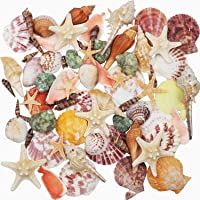 Conchas de mar Conchas de playa mixtas 9 clases 3-9 CM Conchas naturales y 2 clases Estrella de mar para playa Fiesta…